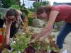 Recolte des salades | Harvesting lettuce